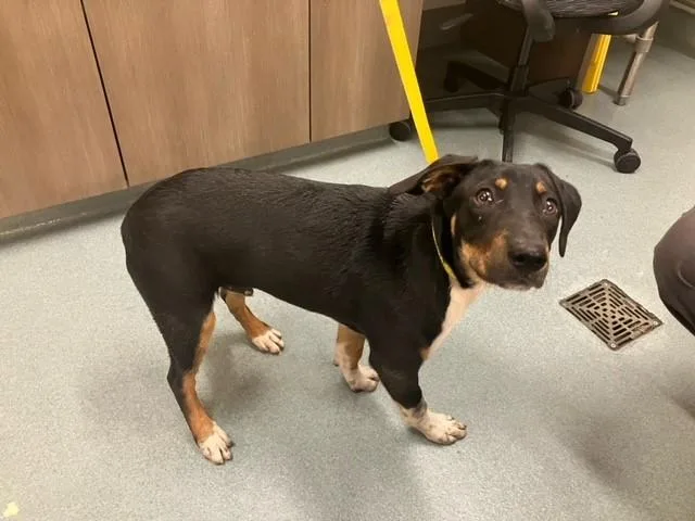 A young medium-sized male Black and Tan Coonhound dog named Jermajesty for adoption in Baytown, TX