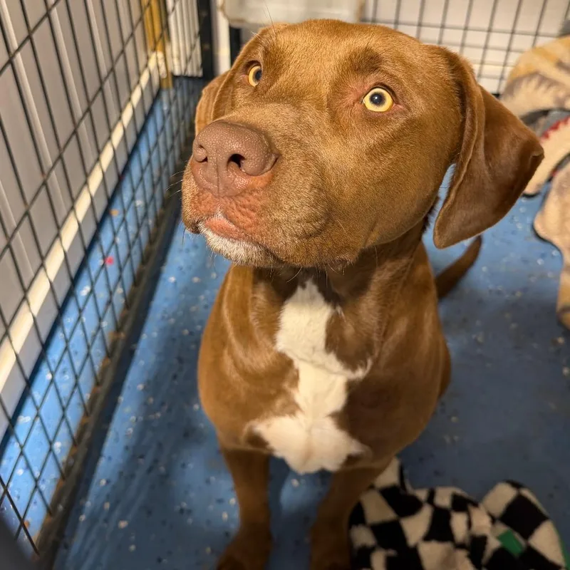 An adult medium-sized male Brown / Chocolate Labrador Retriever dog named Eagle for adoption in Duck River, TN