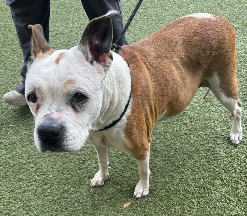 A senior medium-sized female Golden Pit Bull Terrier dog named Grammy for adoption in Independence, MO