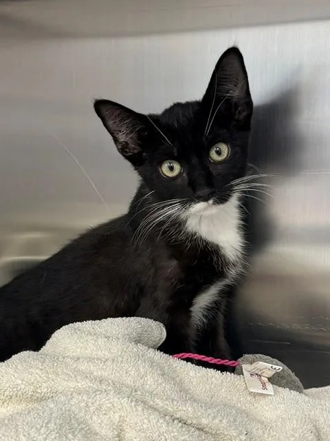 A baby small-sized male Domestic Short Hair cat named Scotty for adoption in Naples, FL