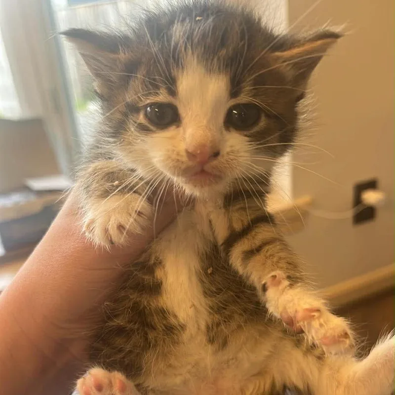 A baby small-sized male Brown / Chocolate Domestic Short Hair cat named Blake for adoption in Pasadena , MD
