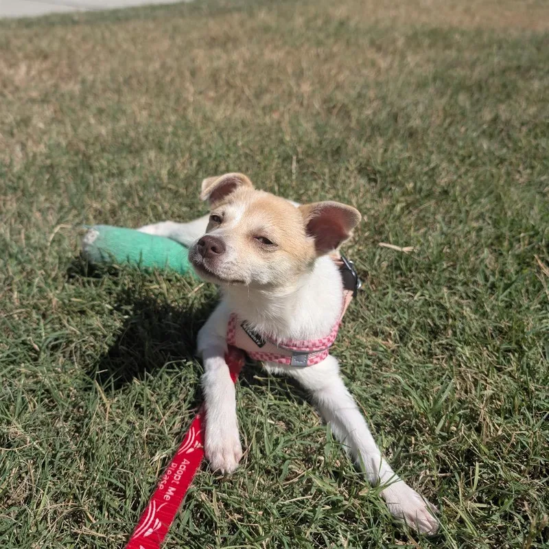 A baby small-sized female Yellow / Tan / Blond / Fawn Mixed Breed dog named Lechera for adoption in Durham, NC
