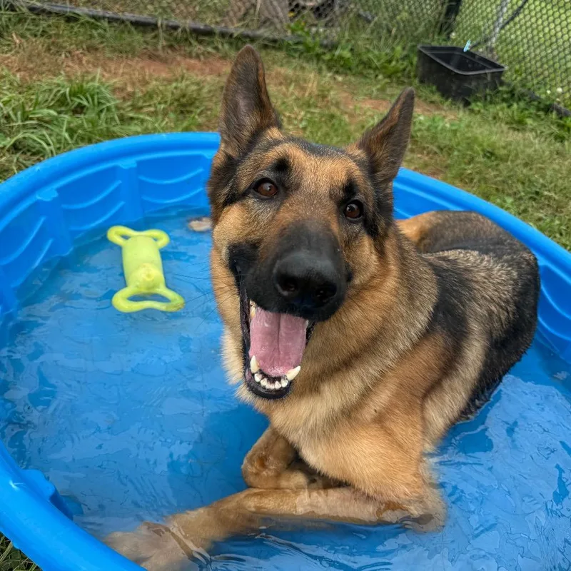 Achilles