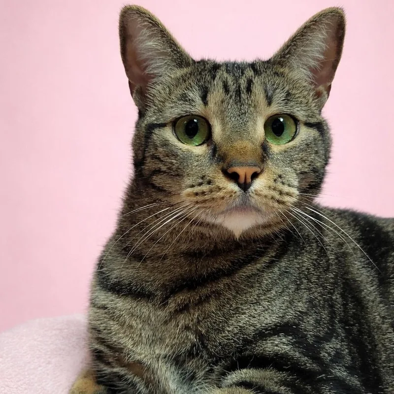 An adult medium-sized female Tabby (Brown / Chocolate) Domestic Short Hair cat named Zoe for adoption in Lodi, CA