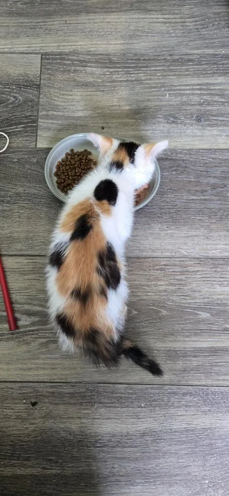 A baby small-sized female Orange & White Domestic Short Hair cat named Nellie for adoption in Greenbelt, MD