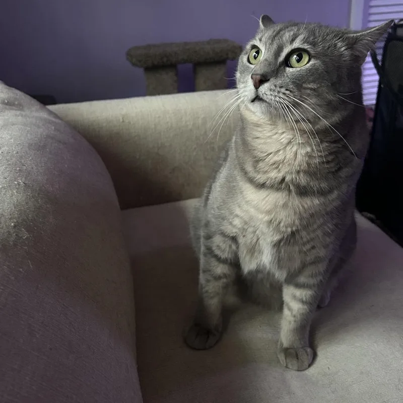 An adult large-sized male Domestic Short Hair cat named Sugar for adoption in Cumming, GA
