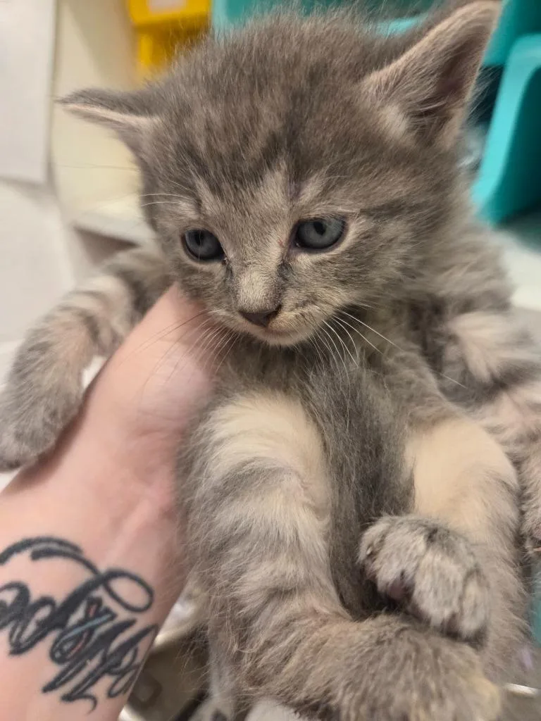 A baby medium-sized male Domestic Short Hair cat named Enoki for adoption in Johnson City, TN