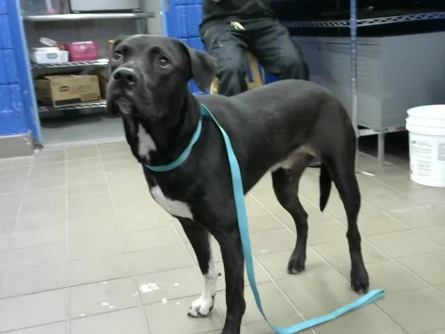 A young medium-sized male Pit Bull Terrier dog named Loki for adoption in Albuquerque, NM