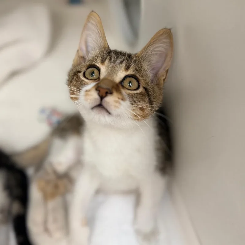 A baby small-sized male Brown / Chocolate Domestic Short Hair cat named Rodan for adoption in Champaign, IL
