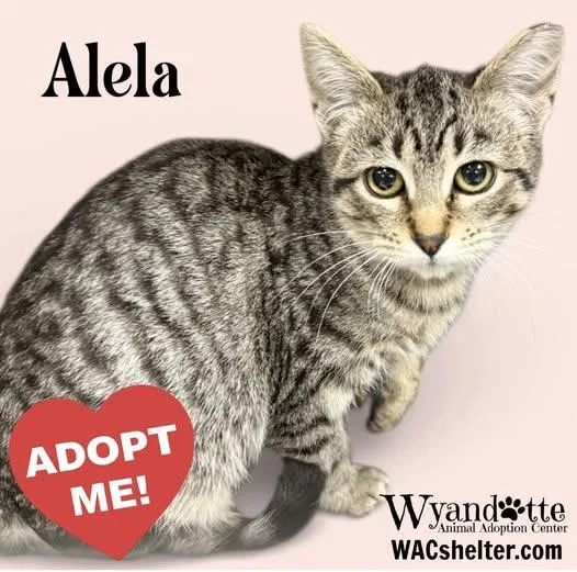 A young medium-sized female Tabby (Brown / Chocolate) Domestic Short Hair cat named Alela for adoption in Wyandotte, MI