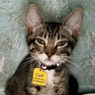 A baby medium-sized male Tabby (Buff / Tan / Fawn) Tabby cat named Tony  Super Friendly for adoption in Hoquiam, WA