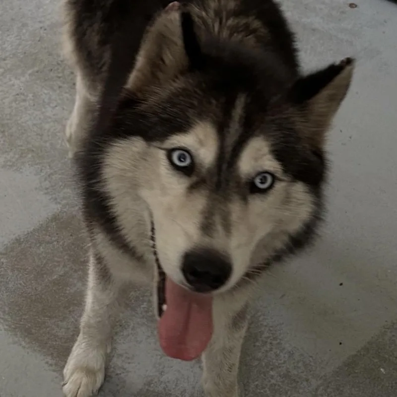 An adult medium-sized female Gray / Blue / Silver Husky dog named Shayla for adoption in Dillon, SC