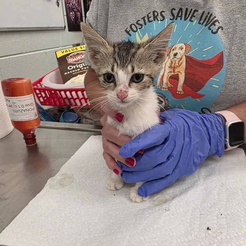 A baby small-sized female Brown / Chocolate Domestic Short Hair cat named Happy for adoption in Chattanooga, TN