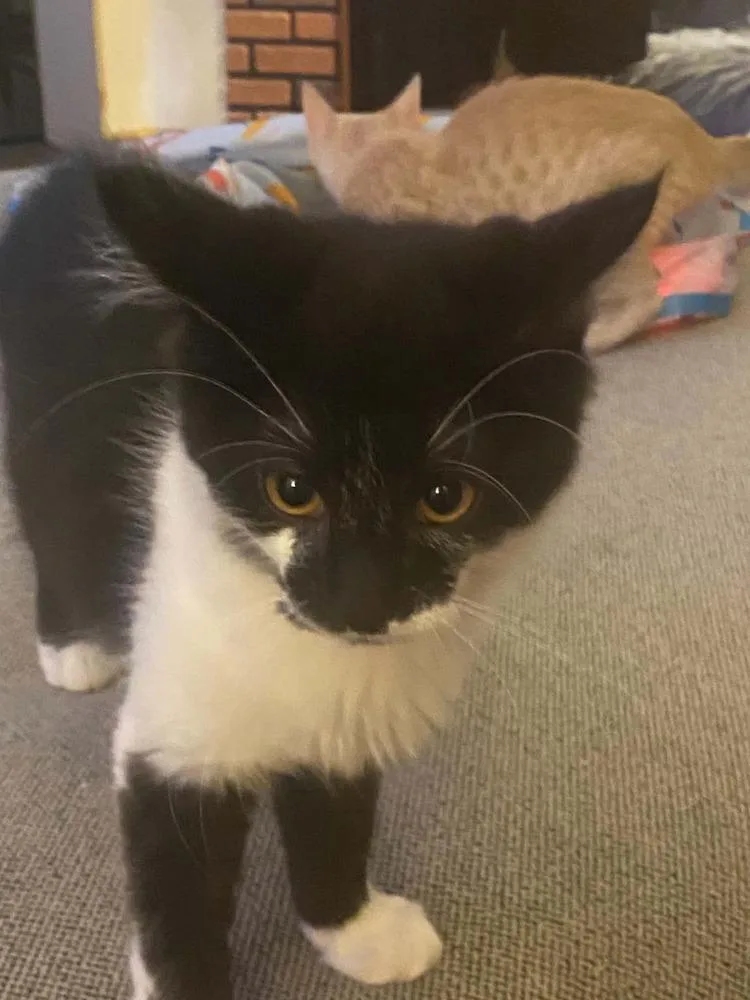 A baby small-sized male Black & White / Tuxedo Domestic Short Hair cat named Gatsby for adoption in West Mifflin, PA