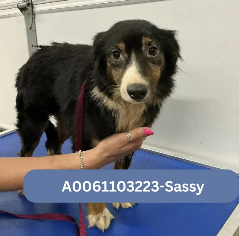 An adult medium-sized female Australian Shepherd dog named Sassy Smith for adoption in Arlington, TX