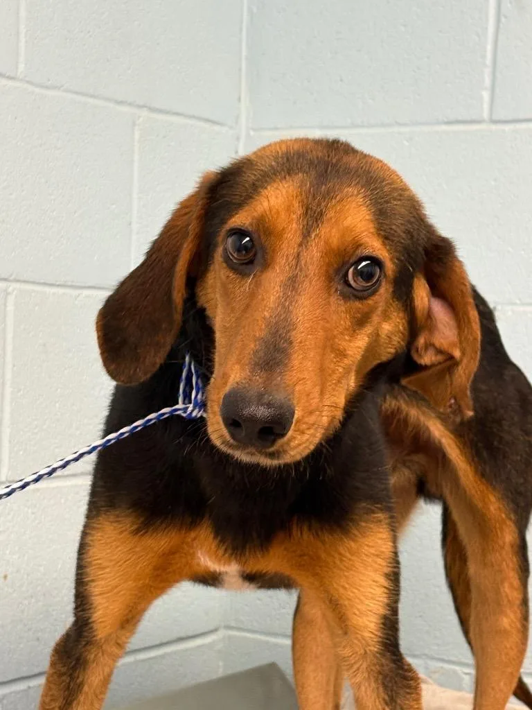 A young medium-sized male Mixed Breed dog named Salem for adoption in Effingham, SC