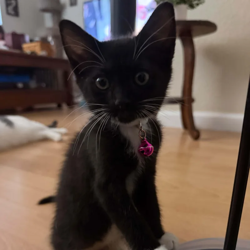 A baby small-sized female Black & White / Tuxedo Tuxedo cat named Venus for adoption in Antioch, CA