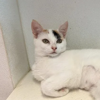 A young medium-sized female Domestic Short Hair cat named Petunia for adoption in Honolulu, HI