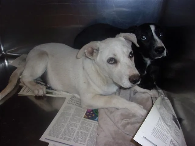 A baby medium-sized male Labrador Retriever dog named Donald for adoption in Van Nuys, CA
