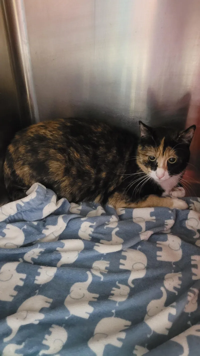 An adult medium-sized female Calico Domestic Medium Hair cat named Lotti for adoption in Sunset Hills, MO