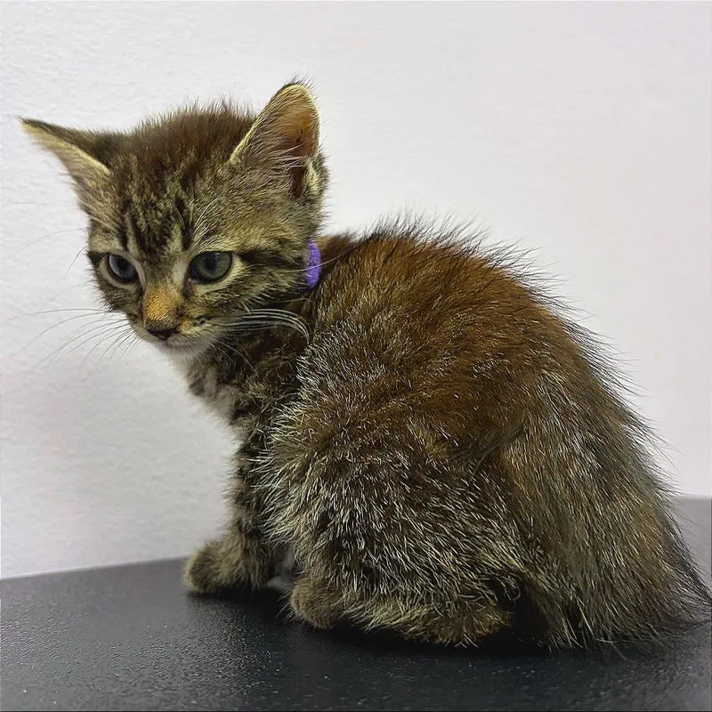 A baby small-sized female Domestic Short Hair cat named Pluto for adoption in Hannibal, MO