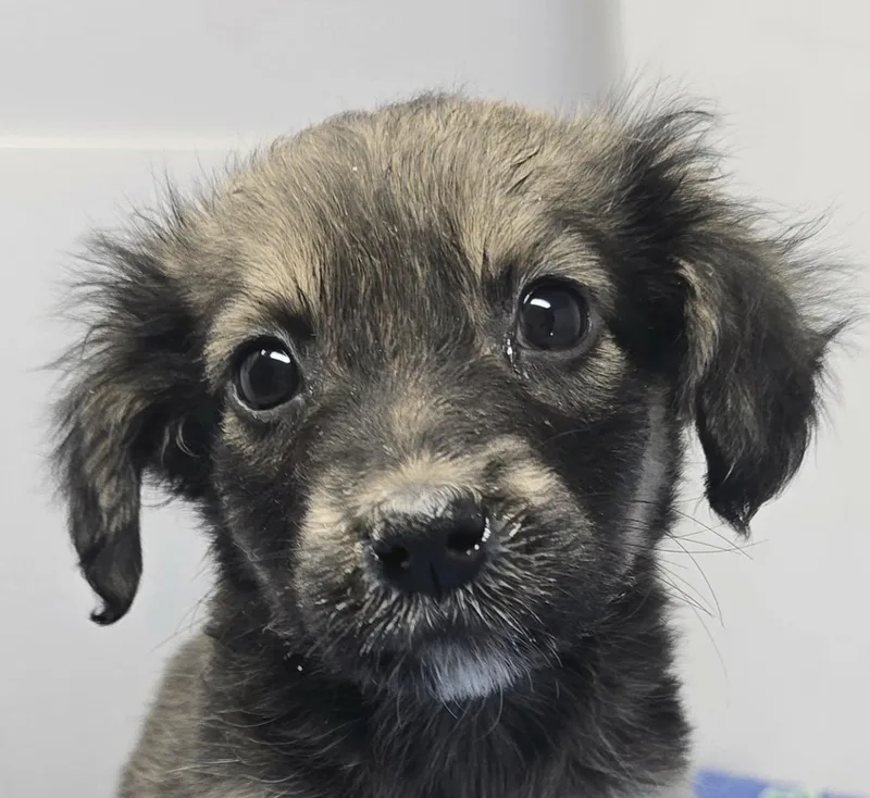 A baby small-sized female Bicolor Spaniel dog named Augusta for adoption in New York, NY