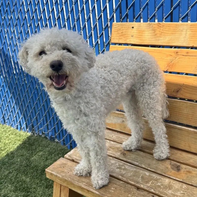 An adult small-sized male White / Cream Bichon Frise dog named Duke for adoption in Hawthorne, CA