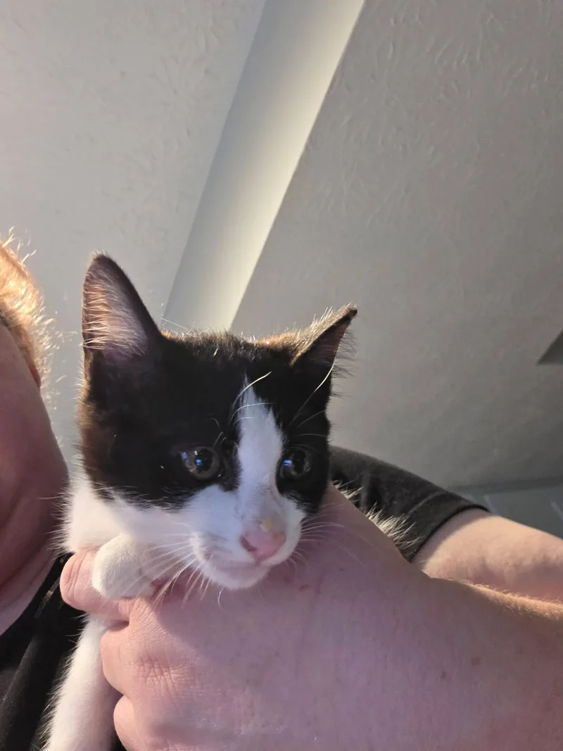 A baby small-sized female Domestic Short Hair cat named Slider for adoption in Canal Winchester, OH