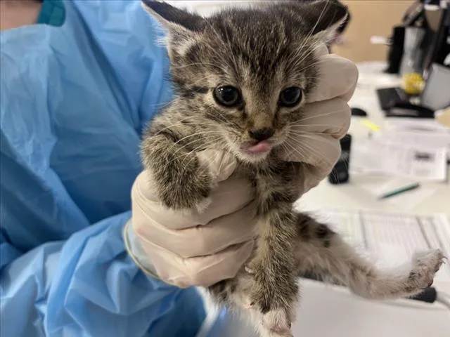 A baby small-sized female Domestic Short Hair cat named Squiggles for adoption in Santa Fe, NM