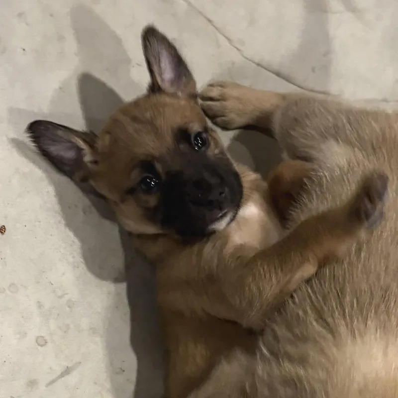 A baby large-sized female Yellow / Tan / Blond / Fawn Shepherd dog named Ashley for adoption in Morrisville, VT
