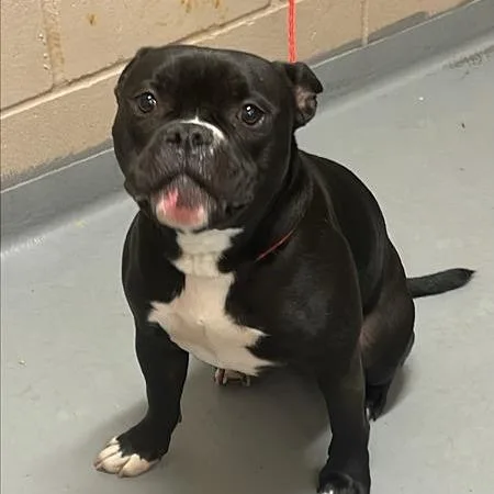 An adult medium-sized male Black Pit Bull Terrier dog named Bodhi for adoption in Tacoma, WA