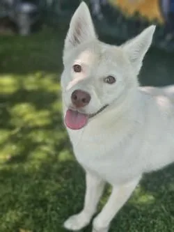An adult medium-sized female Finnish Spitz dog named Precious for adoption in Savannah, GA