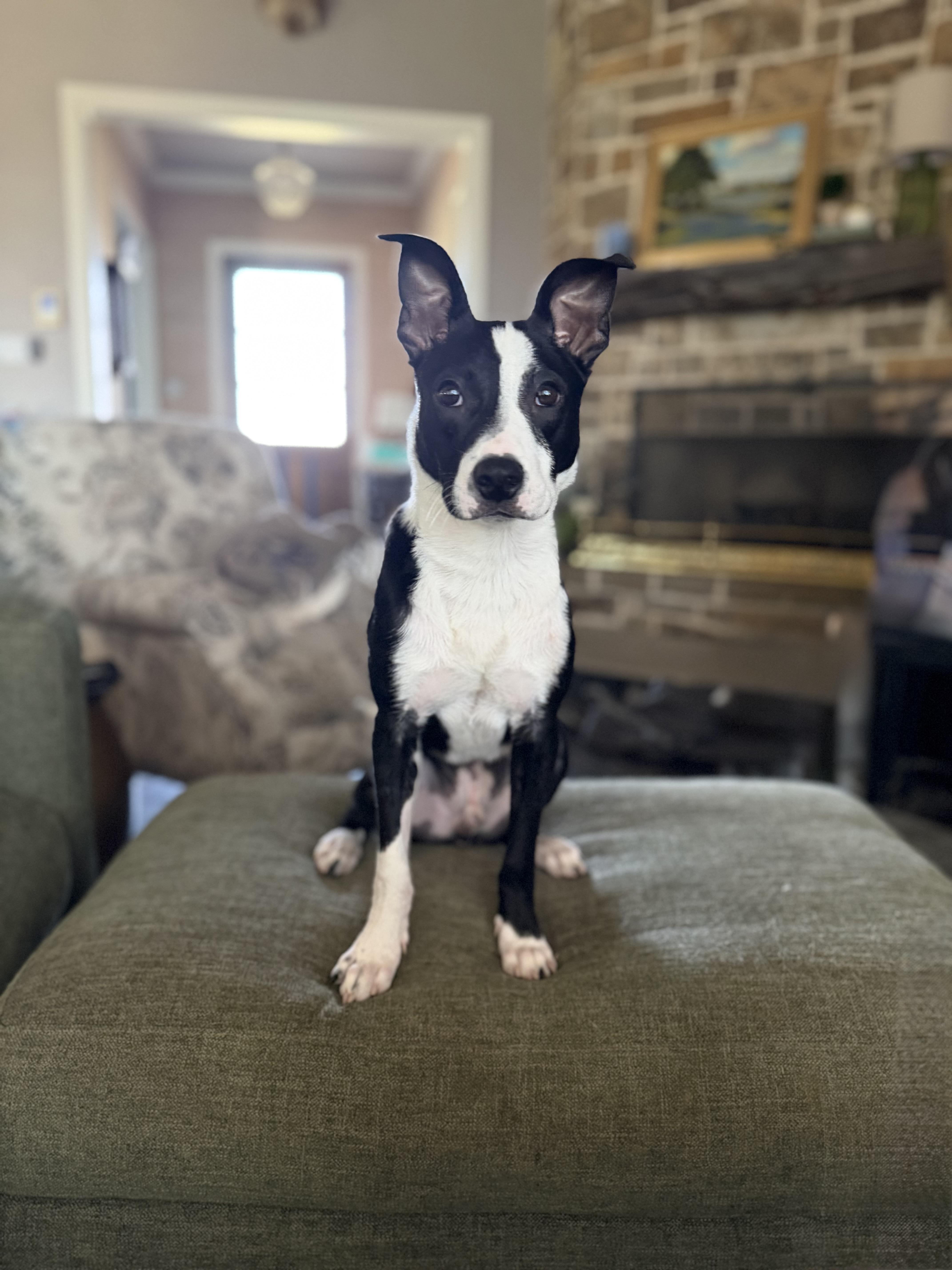 A young medium-sized male Black Border Collie dog named Josh for adoption in Ennis, TX