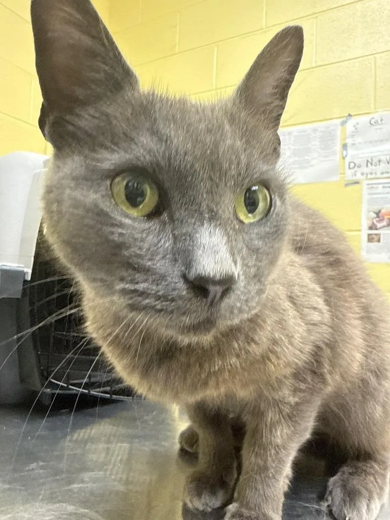 A young small-sized female Domestic Short Hair cat named Gabby for adoption in Crossville, TN