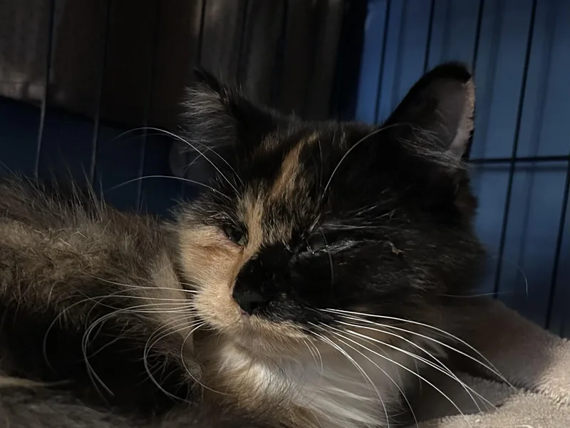 An adult medium-sized female Calico cat named Zoey for adoption in East Hartford , CT