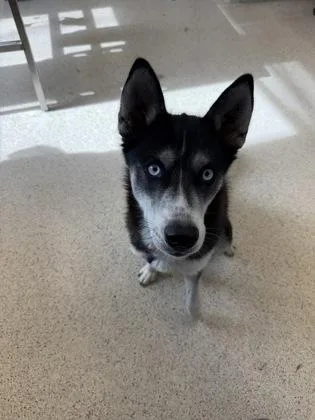 Nala