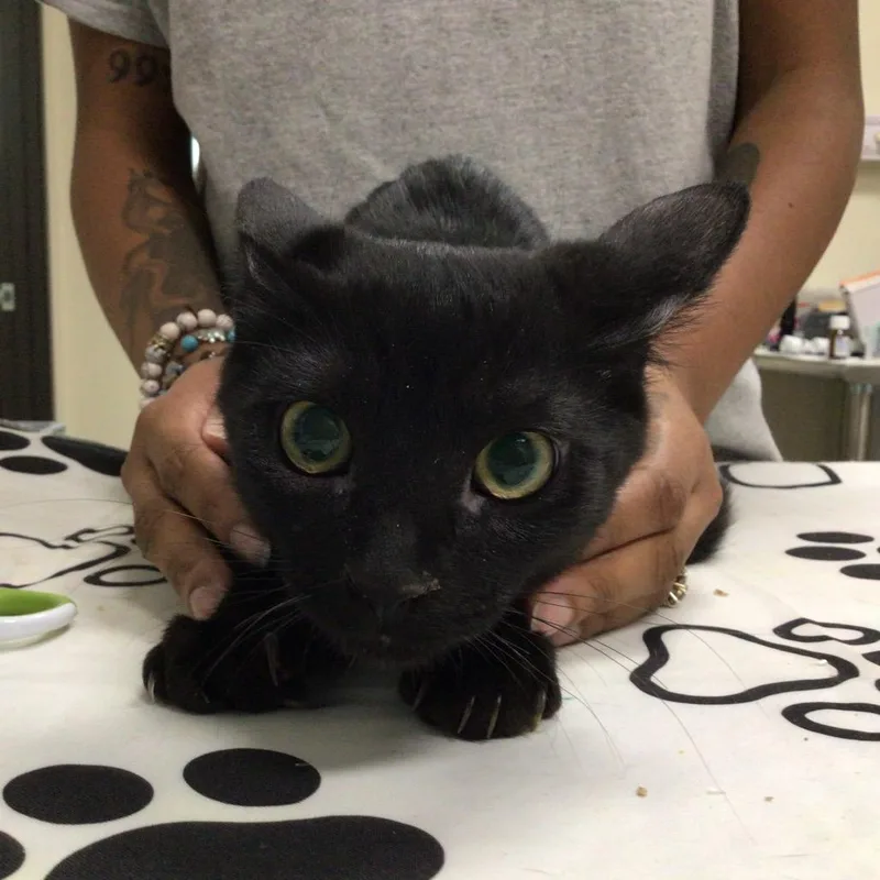 A baby medium-sized male Black Domestic Short Hair cat named Mustard for adoption in Las Vegas, NV