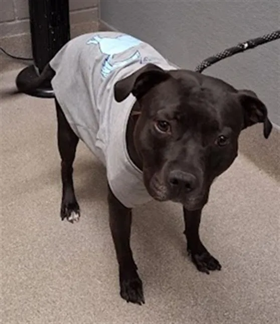 An adult medium-sized female Pit Bull Terrier dog named D'Asia for adoption in Las Vegas, NV