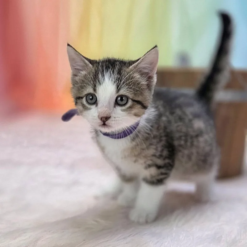 A baby small-sized female Brown / Chocolate Domestic Short Hair cat named Laceyc for adoption in East Saint Louis, IL