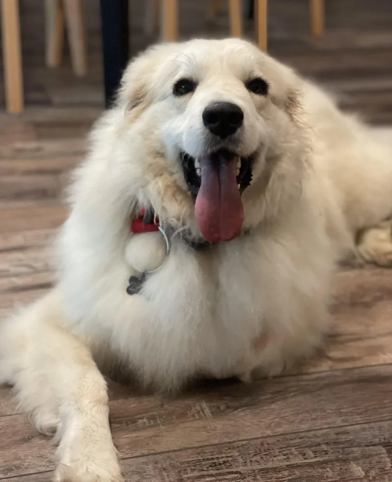 A young large-sized female Great Pyrenees dog named Willow Woofington for adoption in Alpharetta, GA