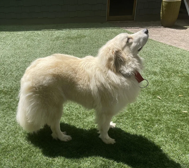 Willow Woofington thumbnail 3