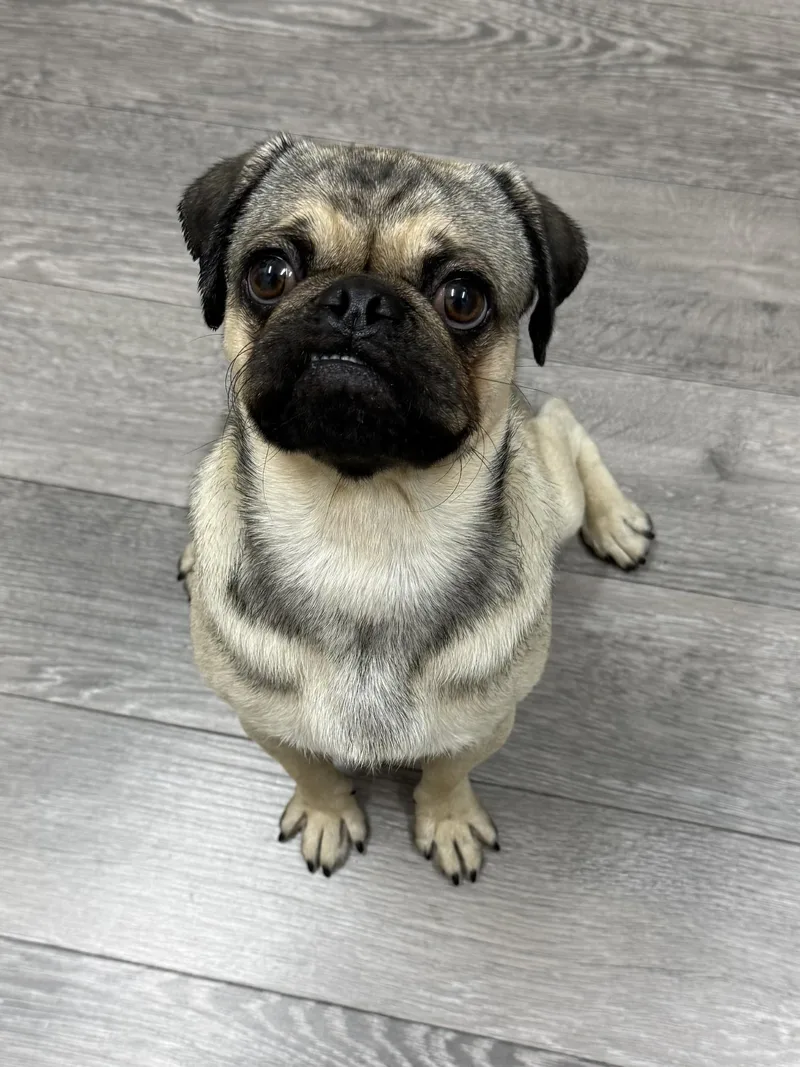 A baby small-sized male Yellow / Tan / Blond / Fawn Pug dog named Pugsley for adoption in Los Alamitos, CA