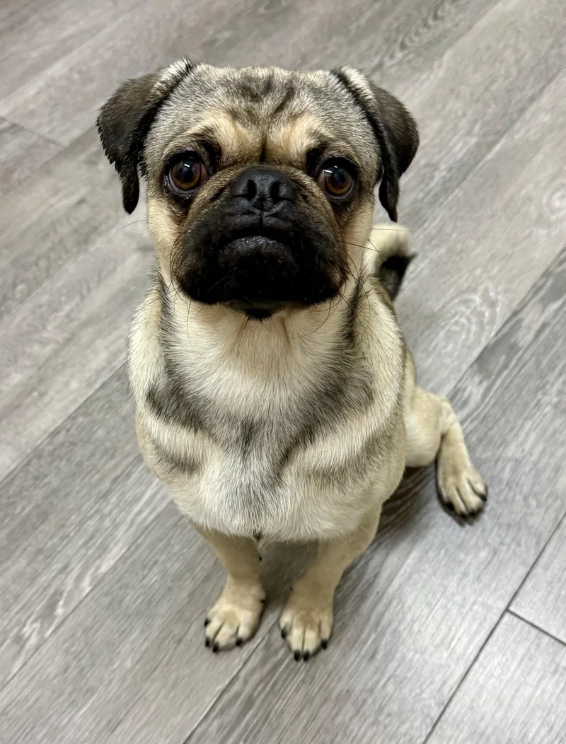Pugsley thumbnail 3