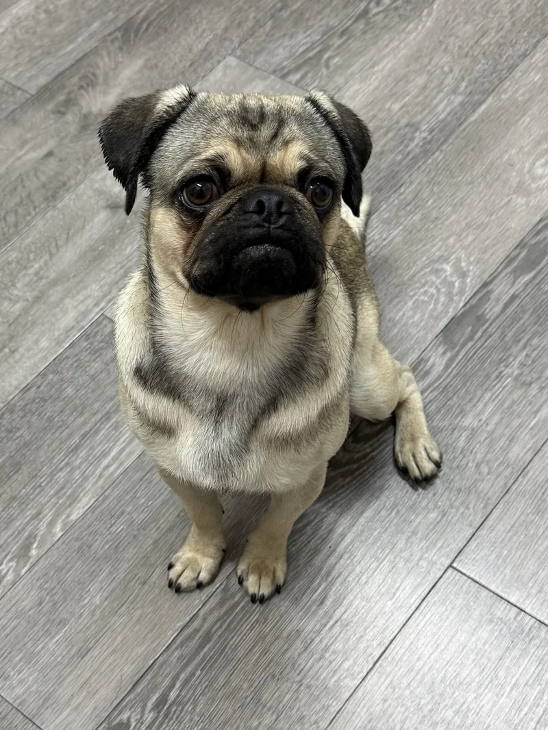 Pugsley thumbnail 4