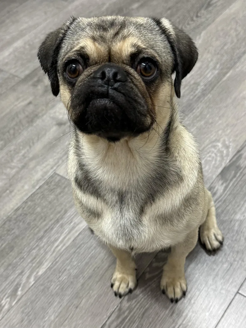 Pugsley thumbnail 5