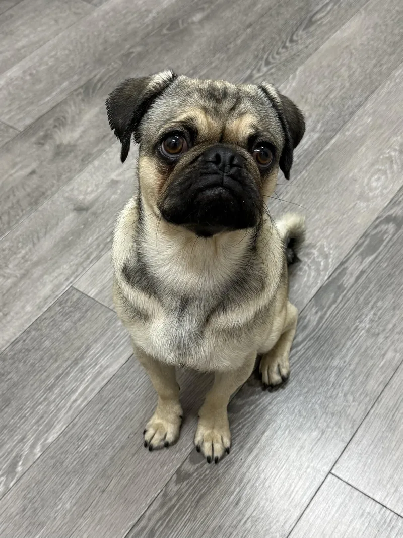 Pugsley thumbnail 6