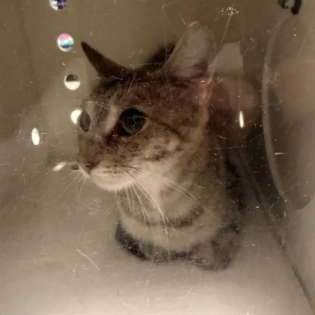 A young small-sized female Domestic Short Hair cat named Angie for adoption in Ontario, CA
