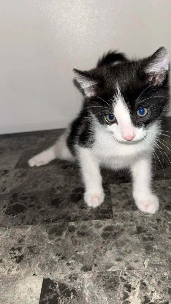 A baby small-sized male Domestic Short Hair cat named Oreo M for adoption in Ogden, UT