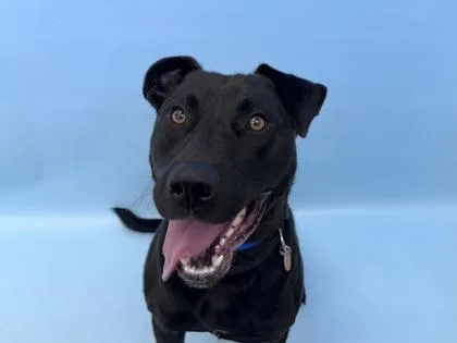 A young extra large-sized male Shepherd dog named Shadow for adoption in Golden Valley, MN