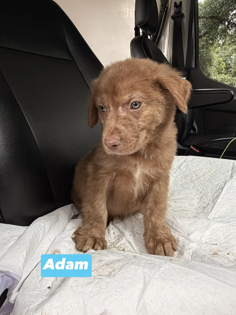 A Litter Adam thumbnail 2